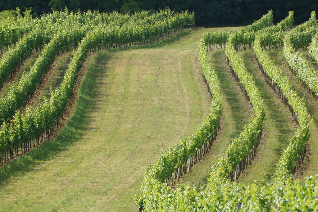 Winzerzimmer - Weingut Tinhof Homestay