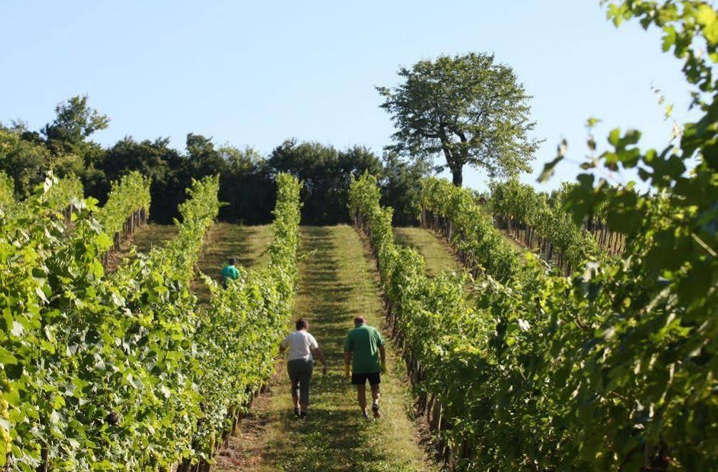 Winzerzimmer - Weingut Tinhof Homestay
