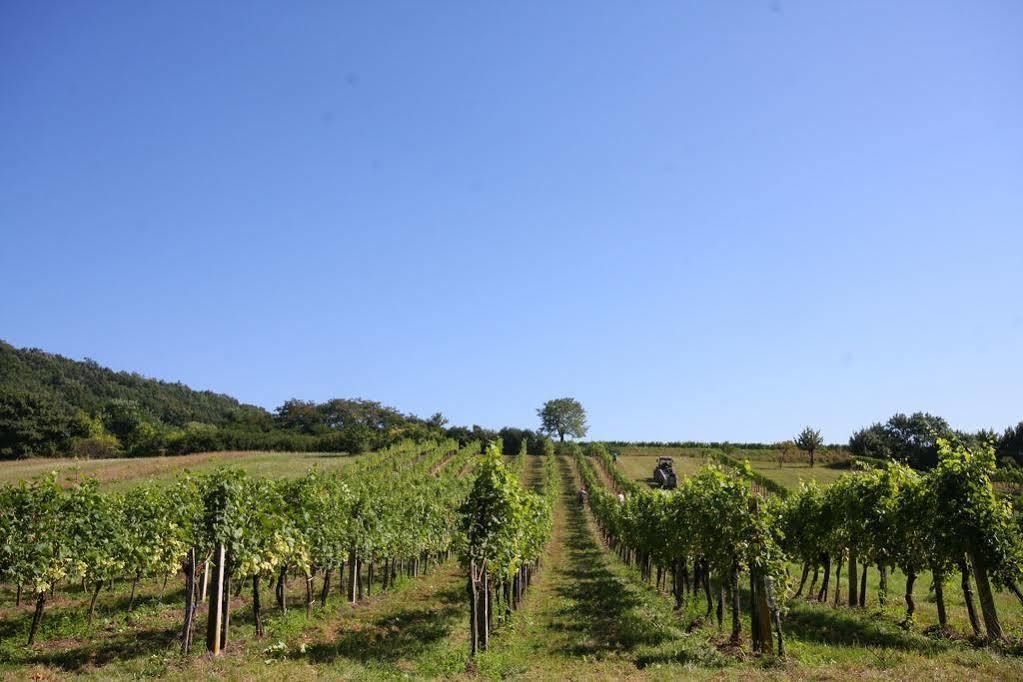 Winzerzimmer - Weingut Tinhof Homestay *