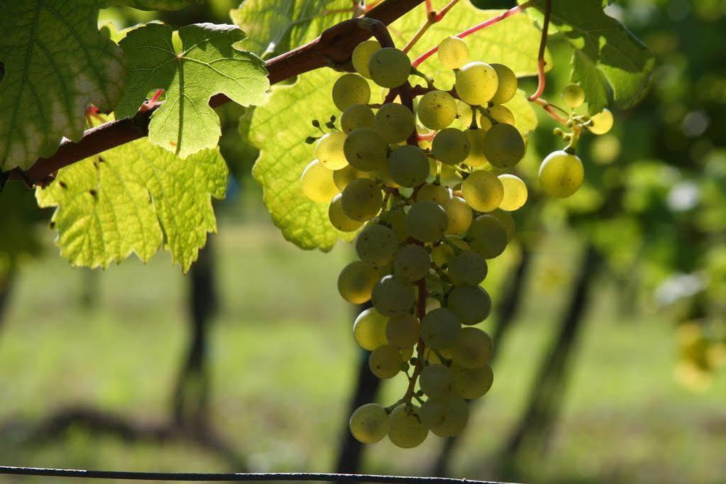 Winzerzimmer - Weingut Tinhof Eisenstadt